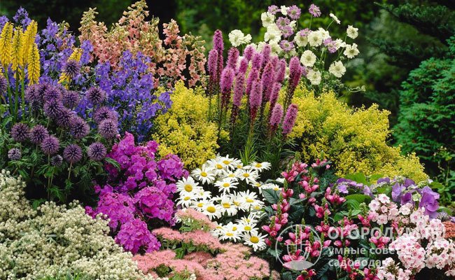 Многолетние цветы для клумбы: фото и названия, схемы посадки, видео