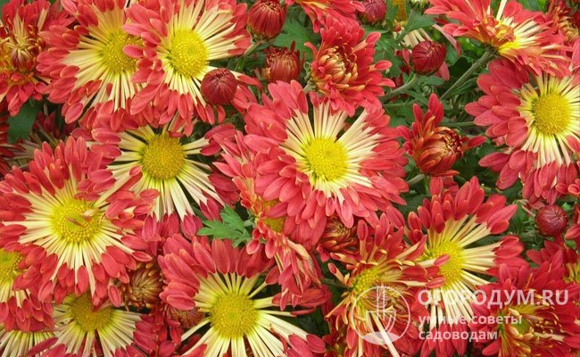Сорт «Красуня» интересен красно-кремовой окраской цветков с желтой серединой. Отличается засухоустойчивостью, зимостойкостью, цветет на протяжении сентября – октября