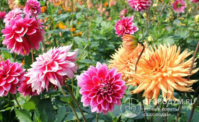 Аномально жарким летом 2021 года гладиолусы и георгины у многих садоводов средней полосы России зацвели уже в июле