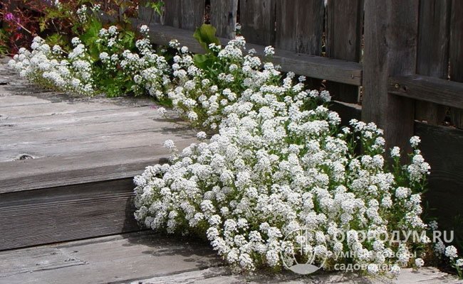 Алиссум – горное растение, поэтому предпочитает открытые солнечные участки, идеален для каменистых садов, бордюров, подвесных корзин, вазонов