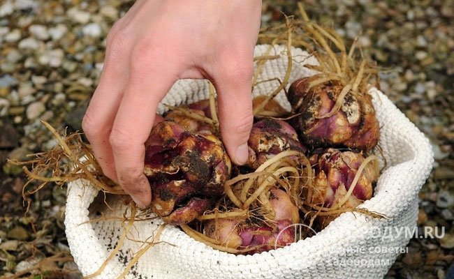 Выкопанные луковицы до весенней посадки на следующий год хранят в темном прохладном месте при температуре +1...4 ℃ и влажности на уровне 60-70%