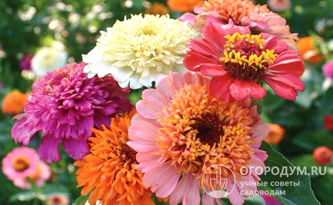Скабиозоцветные циннии впечатляют размерами полумахровых соцветий-корзинок – до 15 см в диаметре, отличиями в окраске трубчатых и язычковых цветков