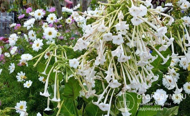 Неприхотливое, постоянно цветущее растение на садовом участке служит великолепной приманкой для насекомых-опылителей