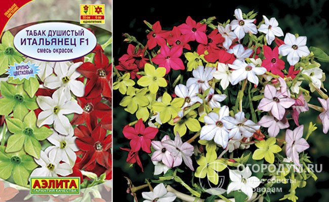 «Итальянец F1» – контрастный микс среднерослых растений (50-55 см) с крупными лаймовыми, белыми и карминно-красными цветками