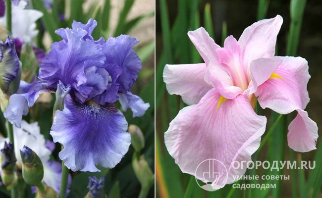 Учитывая ботанические отличия растений, представителей рода Iris подразделяют на «бородатые» (на фото слева) и «безбородые» (справа) виды