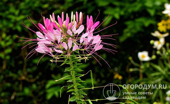 Немцы называют клеому Spinenpflanze – «растение-паук» из-за сходства четырехлепестных цветков, оснащенных длинными тычинками, с паучьими лапками