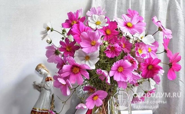 Срезанные цветы хорошо смотрятся в букетах, довольно долго сохраняют свежесть в вазе с водой