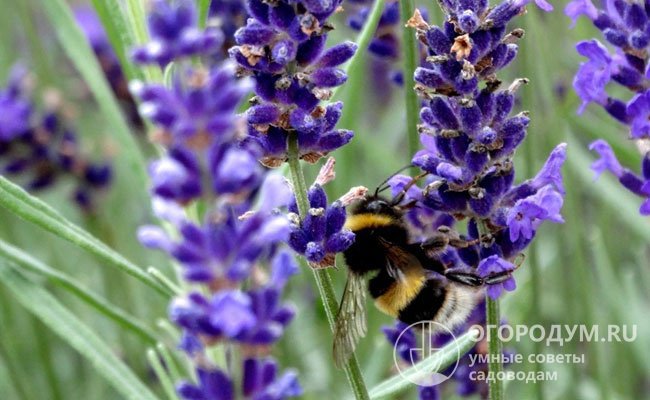 Душистый нектар, содержащийся в цветках, сильно привлекает пчел – растение считается продуктивным медоносом