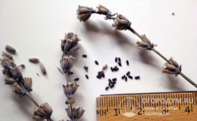 Семена мелкие, имеют твердую оболочку, вследствие чего всходят очень медленно