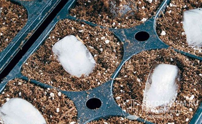 Некоторые садоводы стратифицируют семенной материал, помещая его в посадочные емкости с добавлением кубиков льда или под слой снега и выдерживая 2-3 месяца в холоде