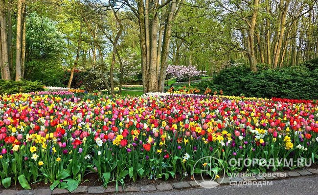 Роскошные цветочные ковры эффектно смотрятся в городских парках и на больших приусадебных участках