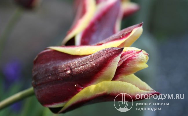 Форма, похожая на лилии, и контрастная бордово-желтая расцветка – особенность сорта Gavota