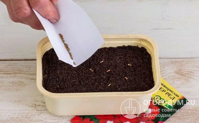 В связи с тем, что семена очень мелкие, их рекомендуется сеять в общий рассадный ящик или контейнер