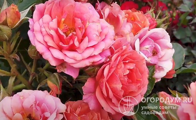 Окраска цветков роз Патио разнообразная, форма и махровая, и простая (на фото – Mandarin)