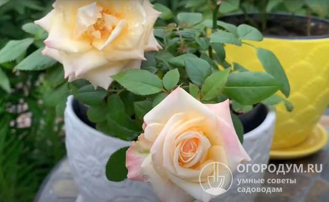 В настоящее время существует около 40 сортов миниатюрных роз Кордана