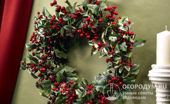 Остролист особенно ценится в Европе, где из него на Рождество плетут венки, которыми украшают дома