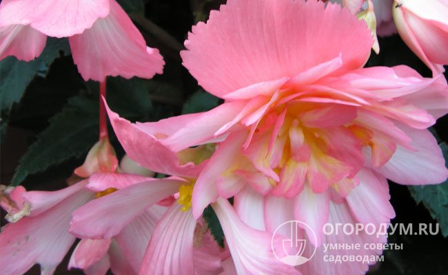 «Венера F1»: ампельная форма с длинными побегами, махровыми цветками розово-белой окраски диаметром 6 см
