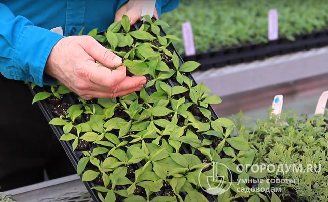 С помощью листовых черенков можно получить до 80 саженцев от одного взрослого куста