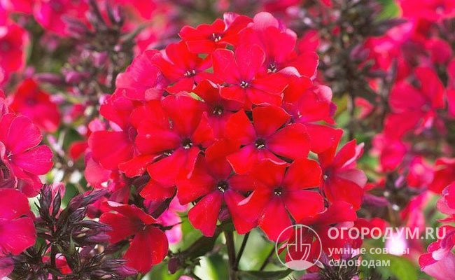 Название роду дал Карл Линней за красную окраску соцветий первоначальных форм – «флокс» в переводе с греческого означает «пламя»