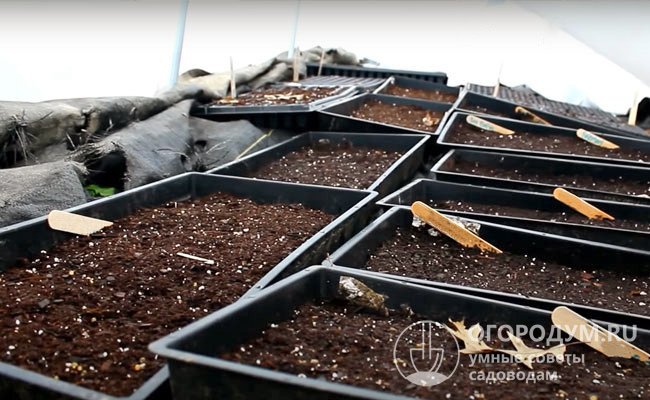 В начале зимы семена многолетников можно посеять в неотапливаемую теплицу (лучше в рассадные контейнеры) и накрыть толстым слоем снега
