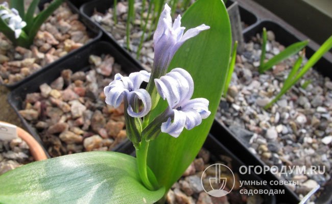 Hyacinthus litwinowii хорошо приспособлен к сложным климатическим условиям, обладает высокой зимостойкостью