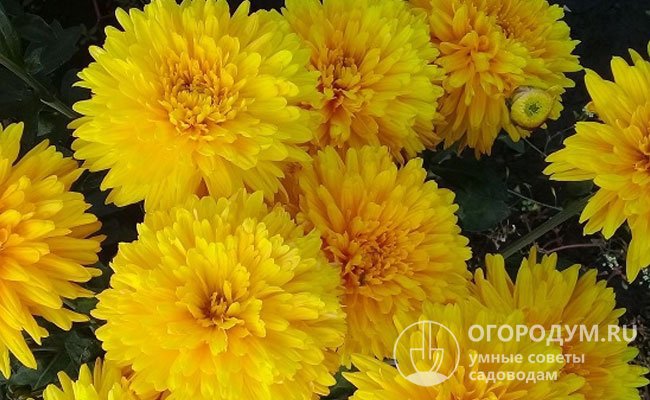 «Русское поле»: соцветия ярко-желтые, махровые, диаметром 6-7 см, кусты высотой до 60 см, цветение обильное и долгое<