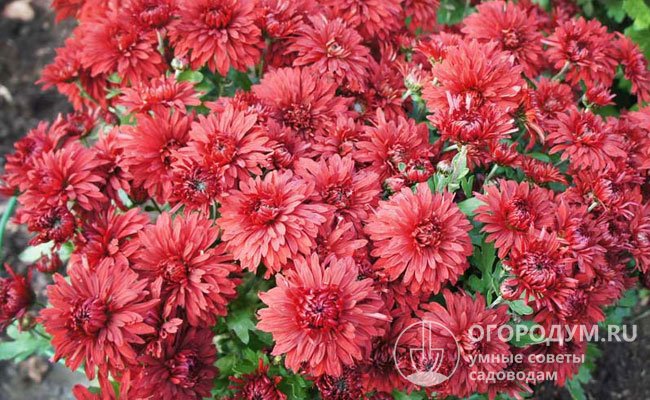 «Липстик»: куст компактный (40 см), крепкий, цветет до самых морозов, диаметр темно-красных цветков до 6 см