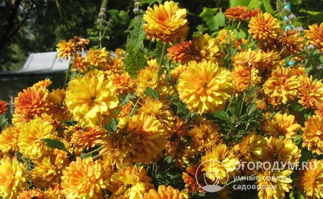 «Дубок»: неприхотливые корейские хризантемы с махровыми соцветиями желто-коричневого цвета, высота куста 40 см