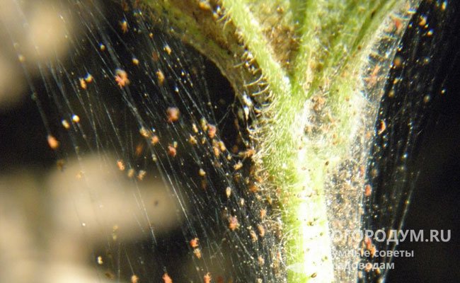 При поражении тлей или паутинным клещом применяют инсектоакарициды, раствор медного купороса (20 г на 10 л воды)