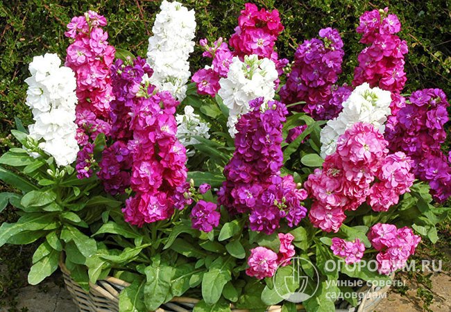 Левкой или маттиола- ароматные цветы для вашего сада и дома.