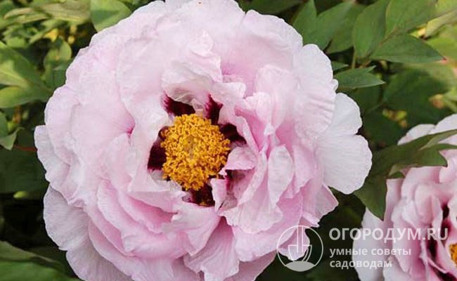 «Марианна Успенская» – куст компактный (до 110 см), цветки белые с розовыми разводами и пурпурными пятнами у основания лепестков