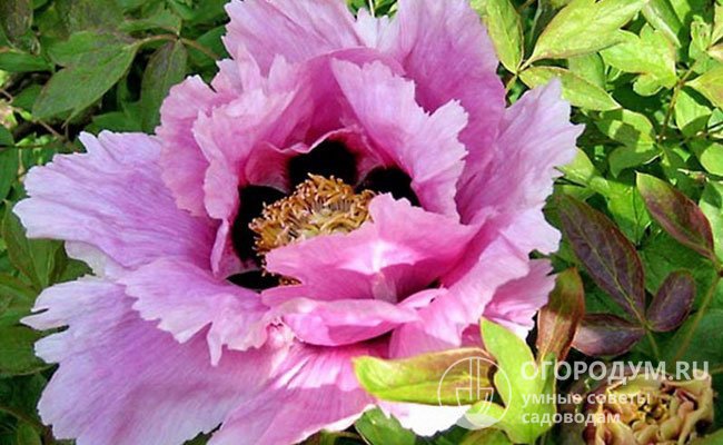 «Петр Великий» – раскидистый многостебельный кустарник высотой до 150 см, цветки полумахровые, сиреневого цвета с фиолетовыми прожилками