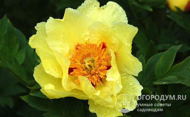 «Куинджи» – куст объемный, до 150 см в высоту, цветки чашевидные, желтые