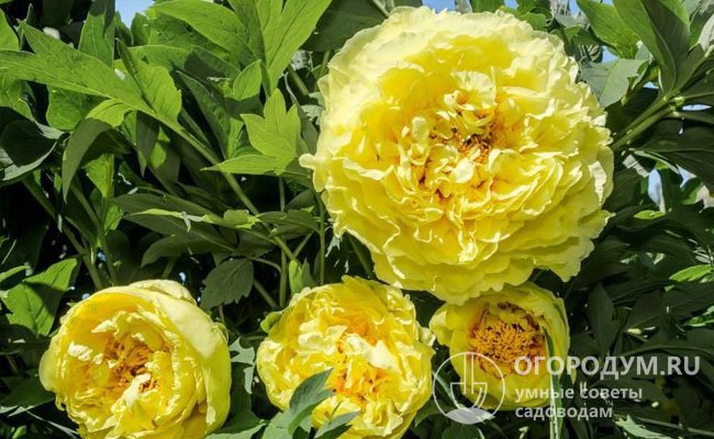«Желтая корона» – куст компактный, высотой 50-60 см, цветки полумахровые, диаметром 18 см, с сильным, приятным запахом