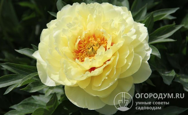 «Бартзелла» – высотой 90 см, обильноцветущий, цветки махровые, диаметром до 25 см, обладающими легким лимонным ароматом