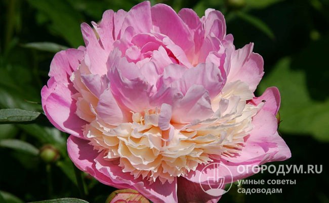 «Сорбет» – старинный американский сорт с массивными цветками (диаметром 17-19 см), лепестки окрашены в нежно-кремовые и жемчужно-розовые меняющиеся оттенки
