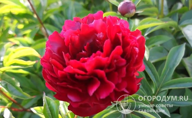 «Фалкон» – куст высотой до 80 см, полураскидистый; цветки махровые, розовидные, темно-красные, диаметром 18 см; цветет в средние сроки