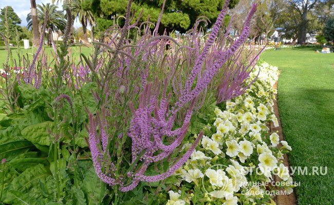 Суворова (Limonium suworowii) – однолетник, развивается в форме куста высотой до 80 см, соцветия сиреневой или розовой окраски, похожи на колоски подорожника