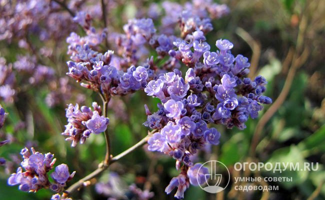 Гмелина (L. Gmelinii) – многолетник с хорошей зимостойкостью, высота – около 50 см, цветки сине-фиолетовые, собраны в щитковидные соцветия