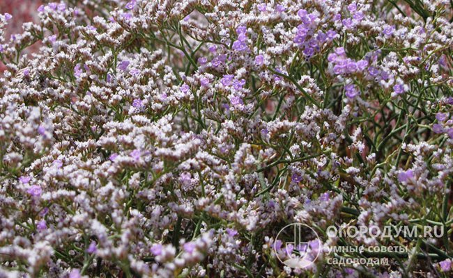 Каспийский (L. caspium) – обладает хорошо разветвленными побегами, нежно-фиолетовыми цветками, сохраняющими окраску и после полного высыхания