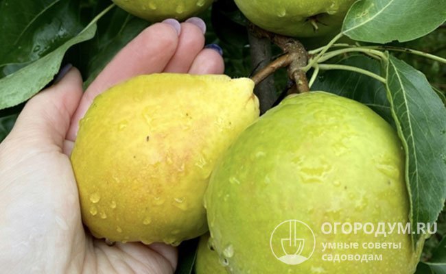 Внешняя привлекательность плодов «Кафедральной» оценивается специалистами в 4,2-4,3 балла (из 5)