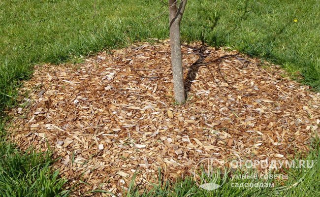 Приствольные круги нужно регулярно очищать от сорняков или мульчировать торфом, соломой, перегноем и другими материалами, препятствующими их росту и испарению влаги из почвы