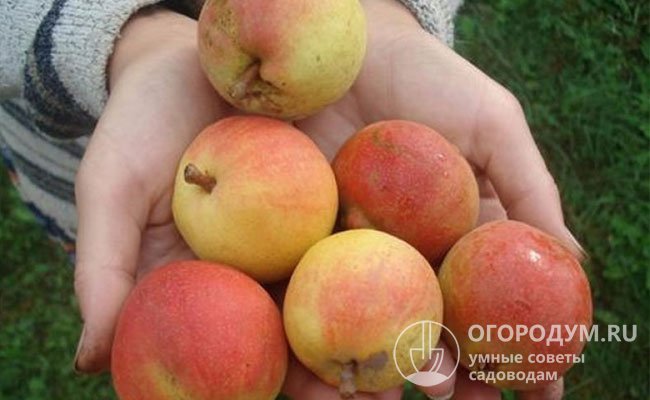 Яркие летние плоды обладают высокой товарностью, но не предназначены для длительного хранения и транспортировки на большие расстояния