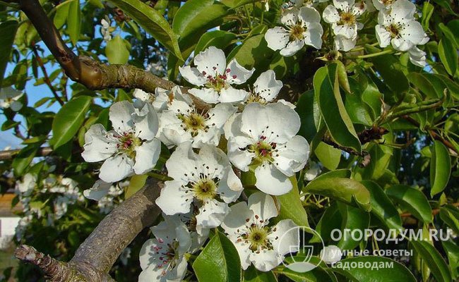 Белоснежные цветки – небольшие, чашевидные, с немного сомкнутыми лепестками; собраны в соцветия, имеющие форму щитковидной кисти, по 5-7 шт.