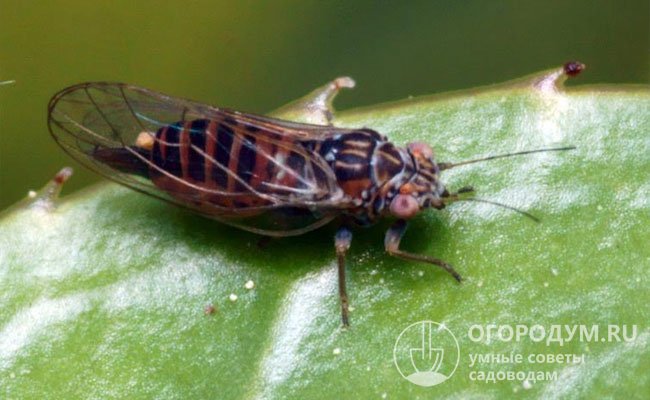 Грушевая медяница (Psylla pyri) – маленькое прыгающее насекомое из подотряда листоблошек, высасывающих соки из листьев, почек, цветоносов