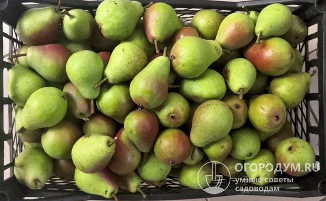 При благоприятных условиях за сезон можно собрать до 250-300 кг плодов с одного дерева