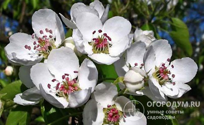 Белоснежные цветки – блюдцевидные, с раздельными крупными лепестками; собраны в соцветия по 4-6 шт.