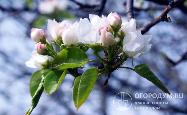 Период цветения обычно начинается во второй половине мая, поэтому риск повреждения цветков и завязей возвратными заморозками сводится к минимуму