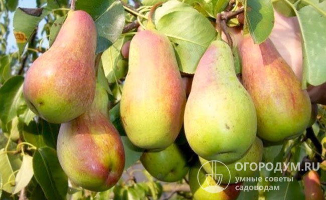 «Талгарская красавица» славится обильными урожаями крупных, красивых и очень вкусных плодов