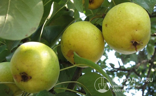 Недостатками «Лимонки» считают посредственный вкус плодов, их склонность к предуборочному осыпанию